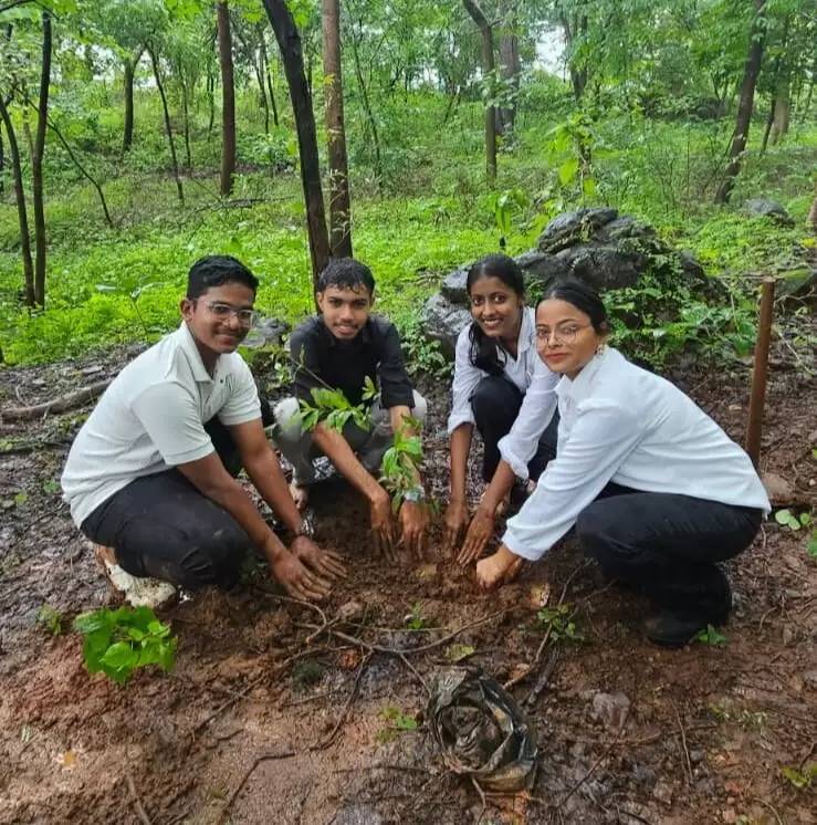 Tree Plantation