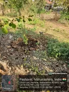 SPT Tree Plantation Drive with Greenwave Global Ltd