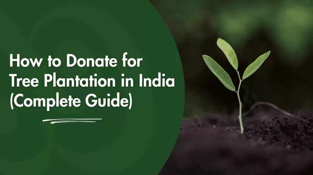 How to Donate for Tree Plantation in India (Complete Guide)