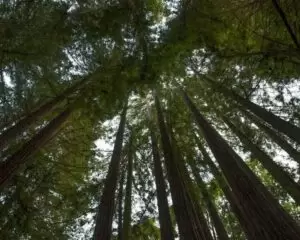 Coast Redwood - Tallest