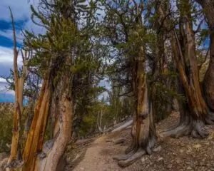 Oldest Tree