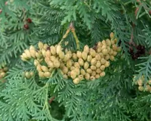 White Cedar - Slowest Growing