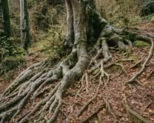 Deepest Roots
