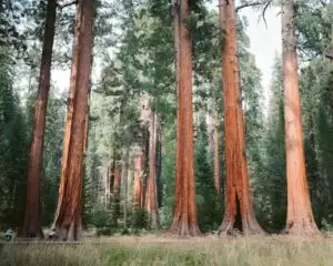 giant sequoia in Sequoia National Park - Most Massive